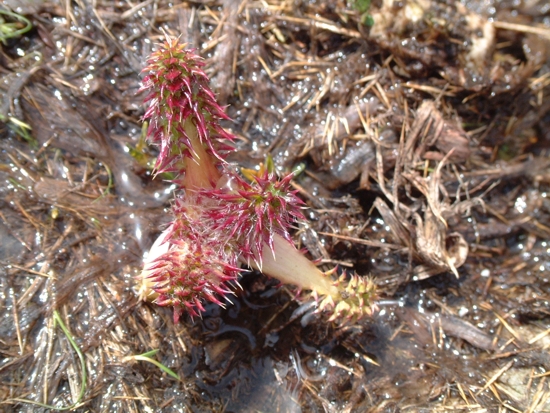 pianta grassa? No, plantula di asteracea